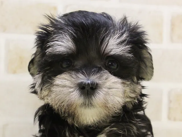 福岡県のハーフ犬・ミックス犬 (ペッツワン福岡新宮店/2025年4月22日生まれ/男の子/ブラックシルバー)の子犬